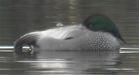 Duck, Falcated 6