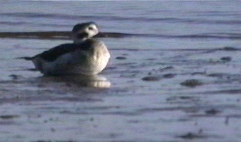 Duck, Long-tailed 1