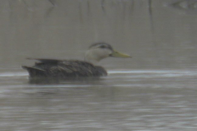 Duck, Mottled 1