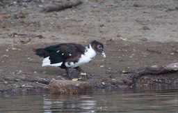 Duck, Muscovy