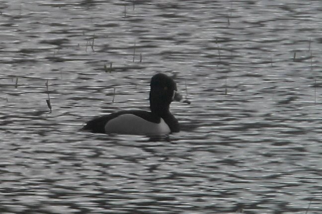 Duck, Ring-necked 1