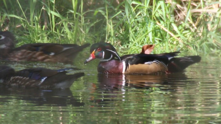 Duck, Wood (Washington) 1