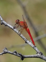 Libellula croceipennis, Neon Skimmer1