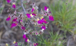 Dwarf Prairie Clover - (Indigo Bush) - Dalea formosa4-27