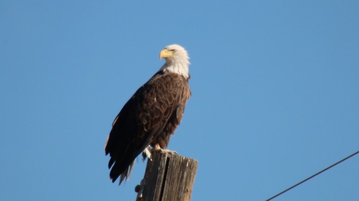 Eagle, Bald