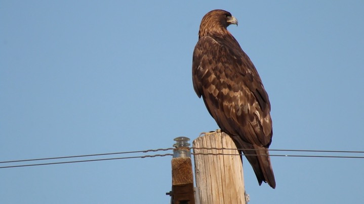 Eagle, Golden (Nevada)