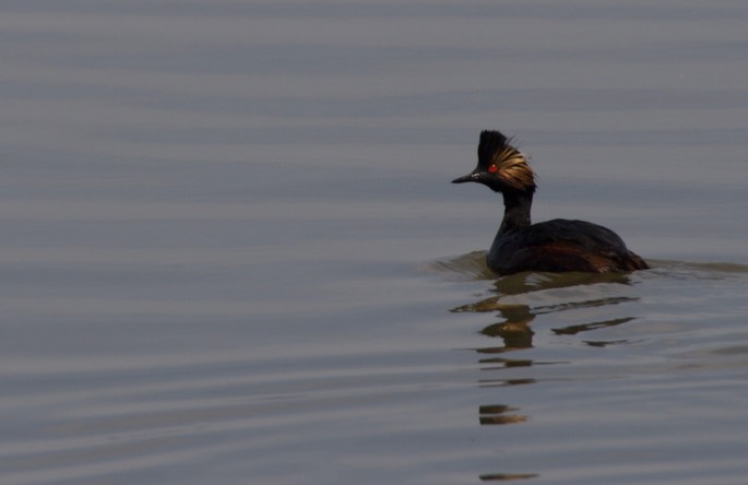 Eared Grebe, Podiceps nigricollis2