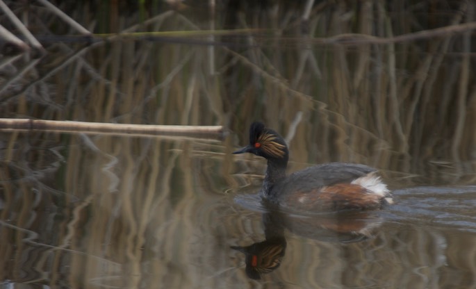 Eared Grebe, Podiceps nigricollis3