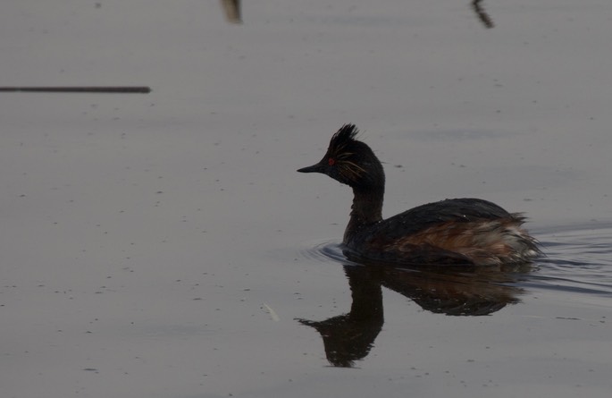 Eared Grebe, Podiceps nigricollis4