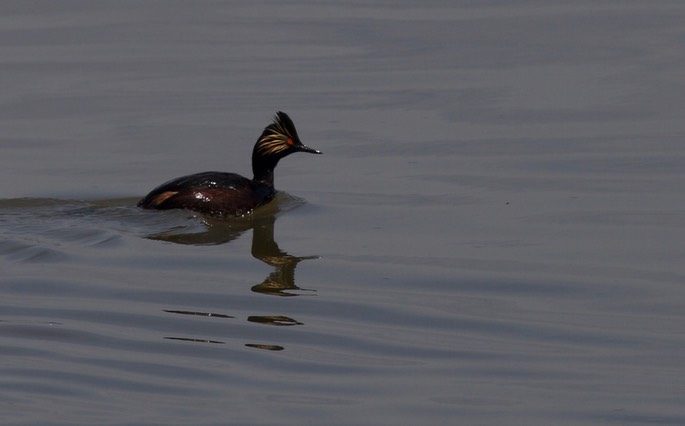 Eared Grebe, Podiceps nigricollis1