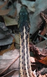 Eastern Ribbon Snake, Thamnophis saurita saurita. 1