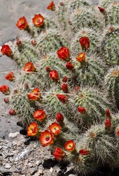 Echinocereus coccineus Apache Peak Apr14c