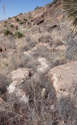 Echinocereus ryolithensis6