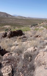 Echinocereus ryolithensis8