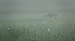 Egret, Cattle, Bubulcus ibis - Rancho Primavera, El Tuito, Jalisco, Mexico