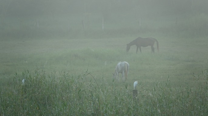 Egret, Cattle, Bubulcus ibis - Rancho Primavera, El Tuito, Jalisco, Mexico