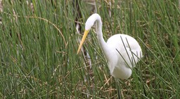 Egret, Great 1