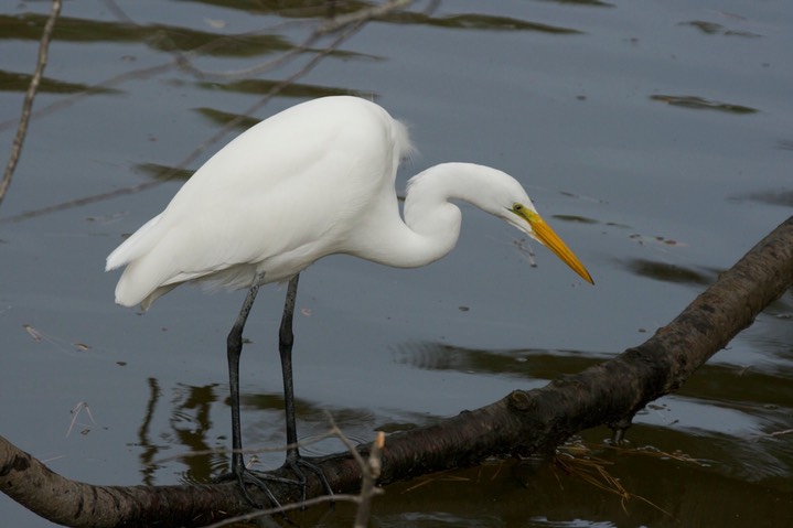 Egret, Great b