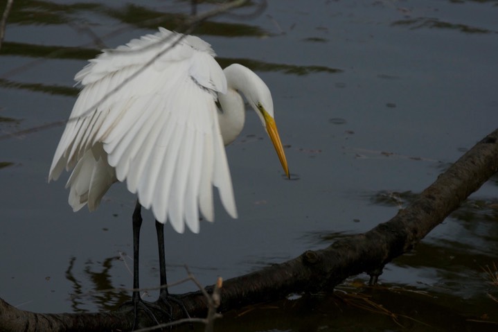 Egret, Great c