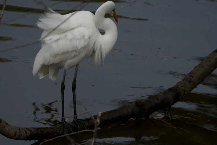 Egret, Great d