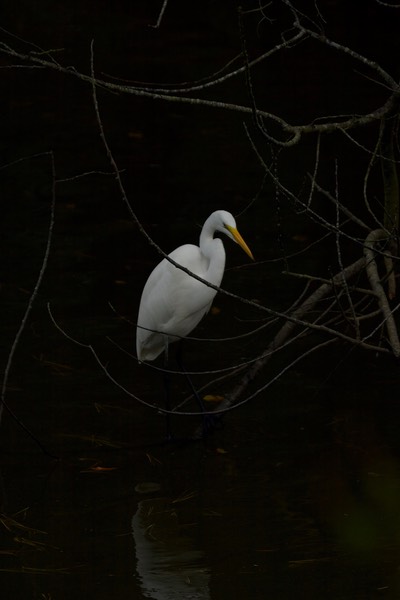 Egret, Great MD