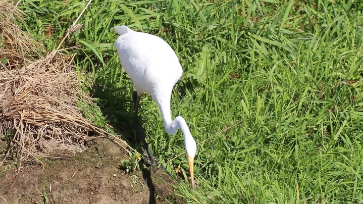 Egret, Great (Washington) 1