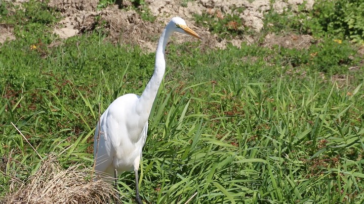 Egret, Great (Washington)