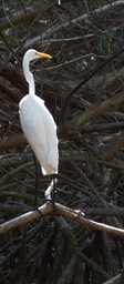 Egret, Great3