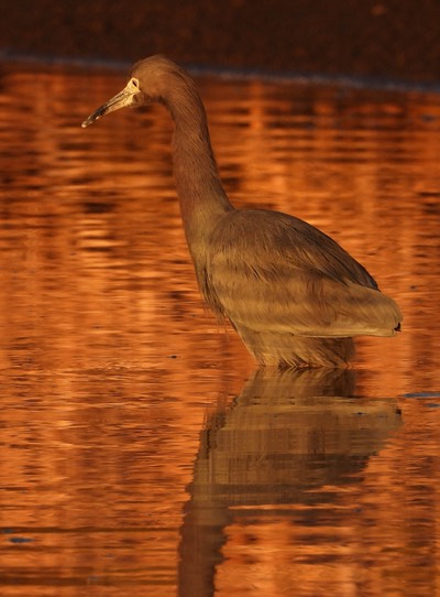 Egret, Reddish 1