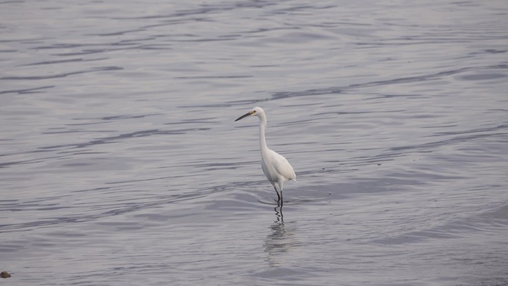 Egret, Snowy - Baja California 1