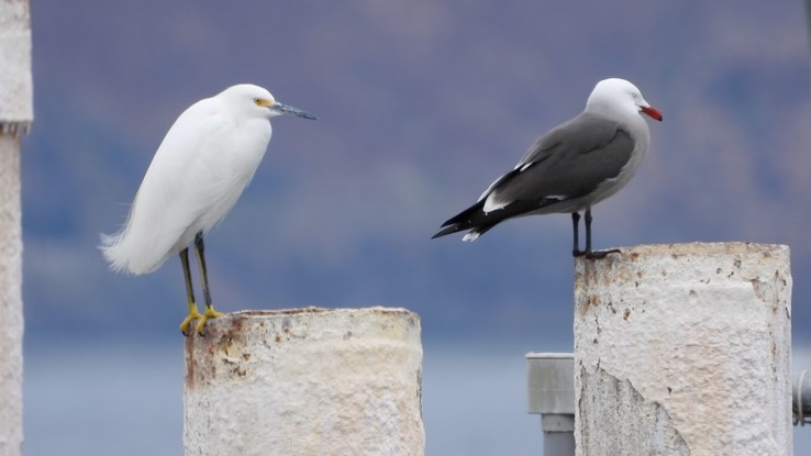 Egret, Snowy - Baja California 4