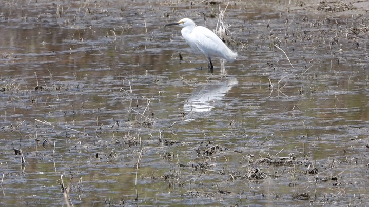 Egret, Snowy 1