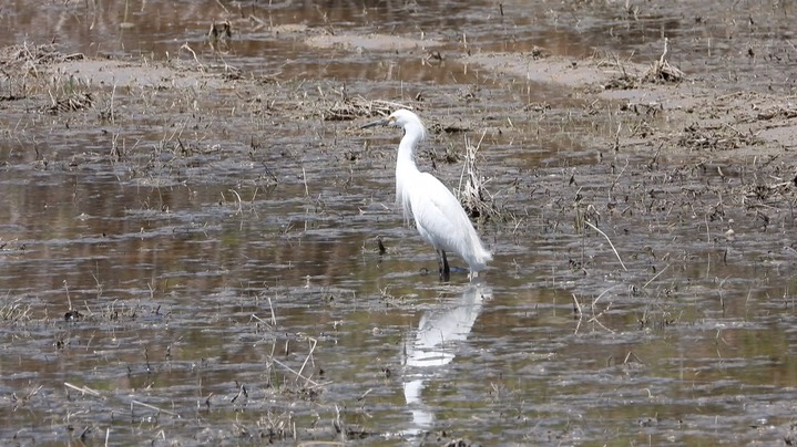 Egret, Snowy 2