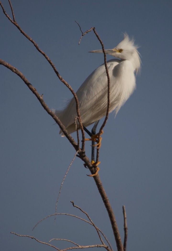 Egret, Snowy a