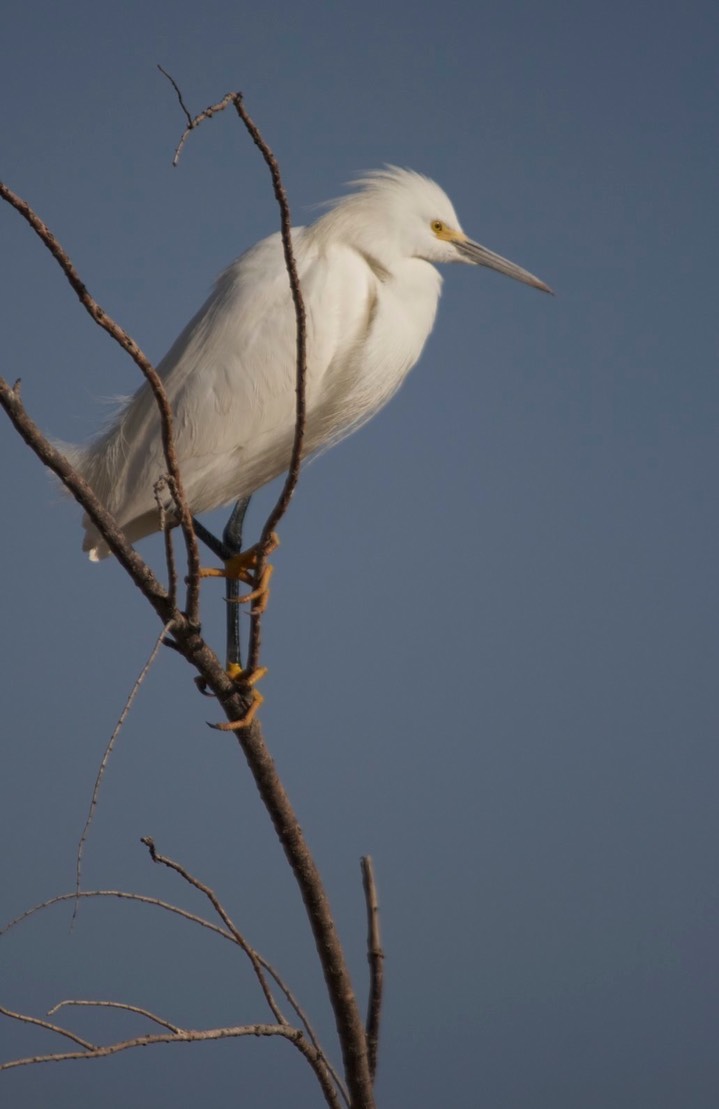 Egret, Snowy g