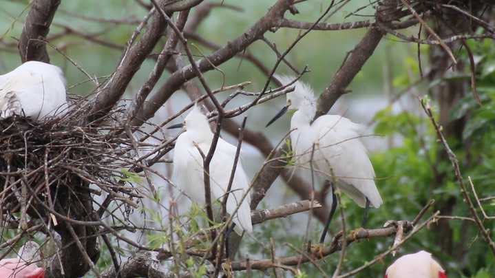 Egret, Snowy (Texas) 3