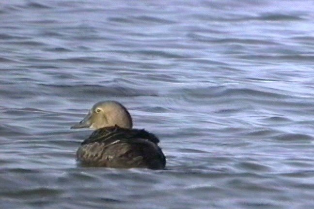 Eider, King 6