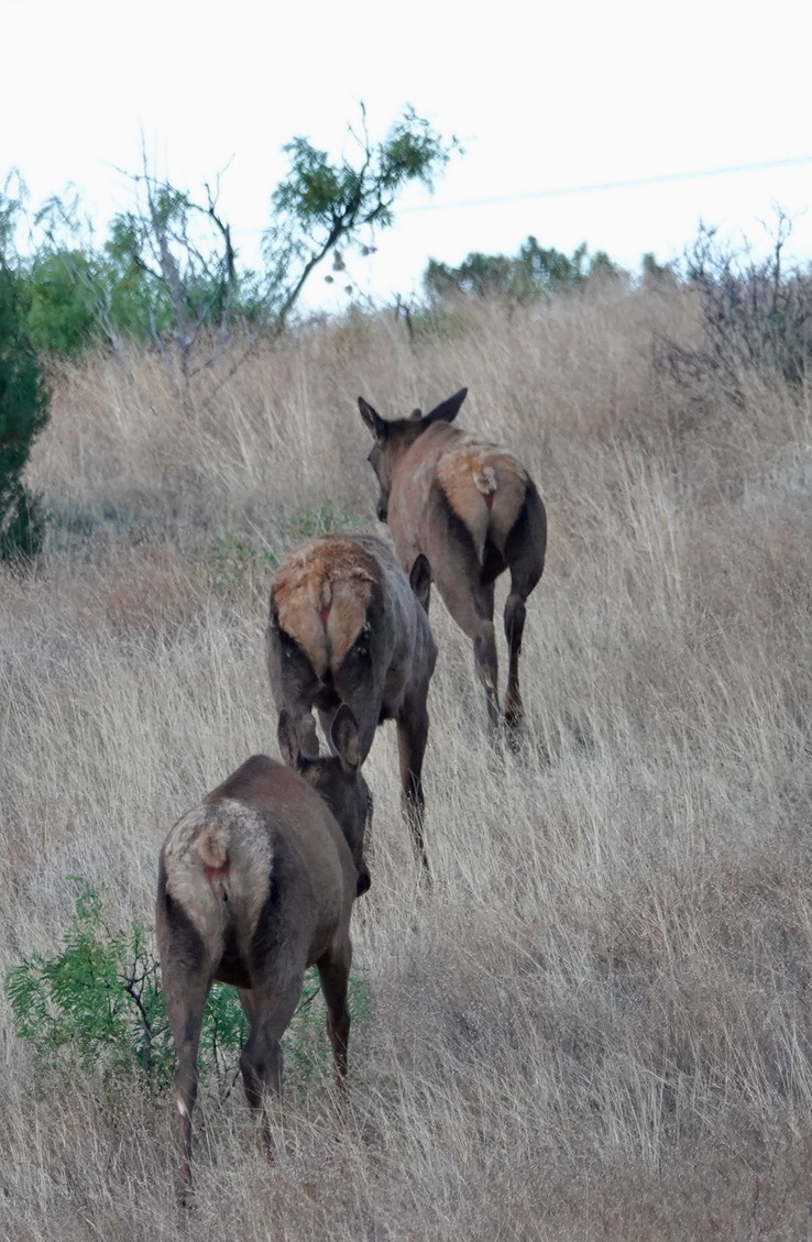 Elk - NM-152 w of Hillsboro (3)