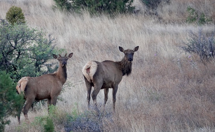 Elk - NM-152 w of Hillsboro (1)