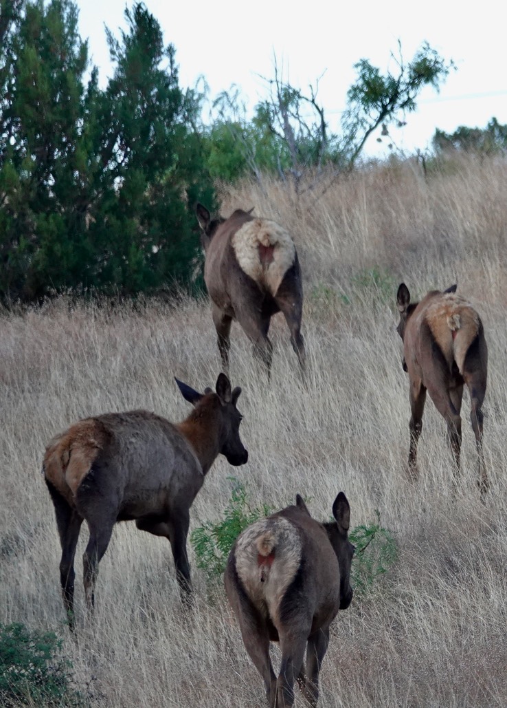 Elk - NM-152 w of Hillsboro (2)