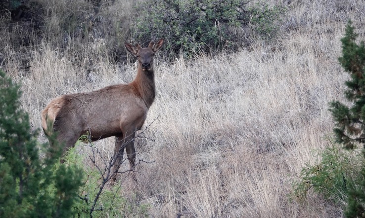 Elk - NM-152 w of Hillsboro