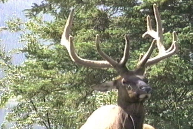 Elk 1