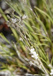 Eremogone fendleri, Fendler's Sandwort1