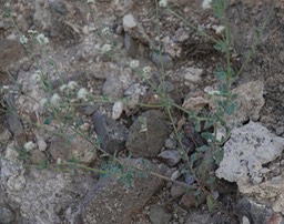 Eriogonum pharnaceoides, Wirestem Wild Buckwheat, Wright's Cudweed, Slender Cudweed 8-18a