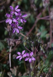 Erodium cicutarium, Red Stemmed Filaree   1