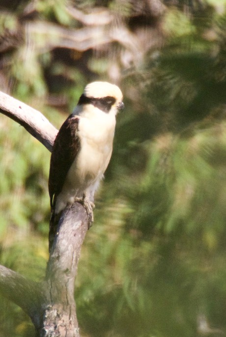 Falcon, Laughing - Herpetotheres cachinnans - Near La Provincia, Jalisco