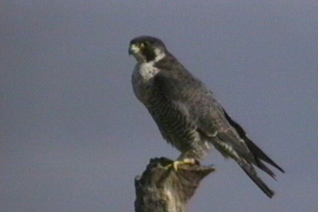 Falcon, Peregrine 2