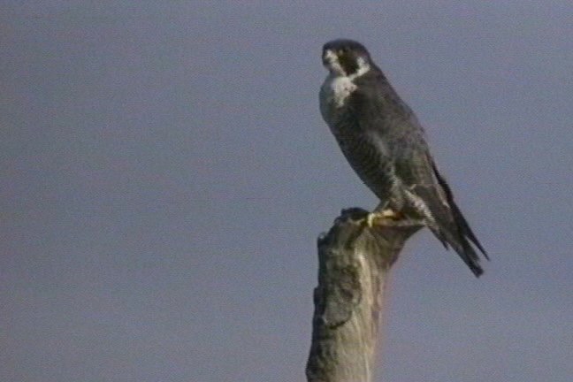 Falcon, Peregrine 3