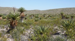 Faxon Yucca, Yucca faxoniana 3 Big Bend National Park, Texas (1)