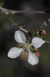 Fendlerbush or Wright's Fendlerbush - Fendlera rupicola var. wrightii2